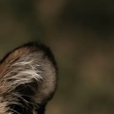 Profile image of 호랑이 님