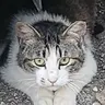 Profile image of 주인장