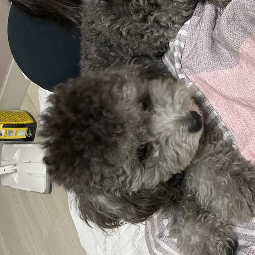 codnjs0124의 윤 쿠 키