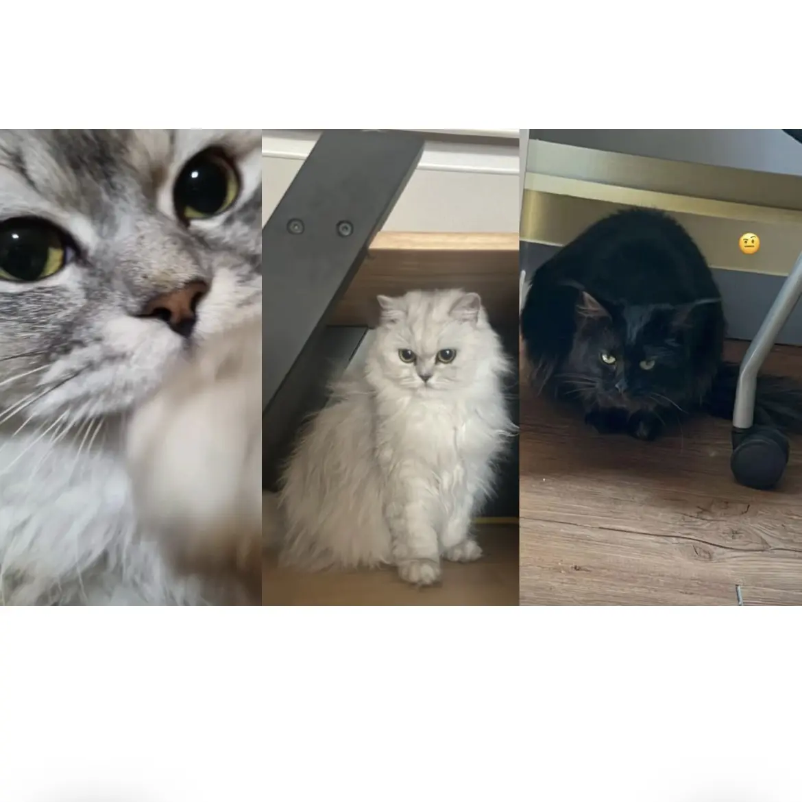 catlover716의 고양이들