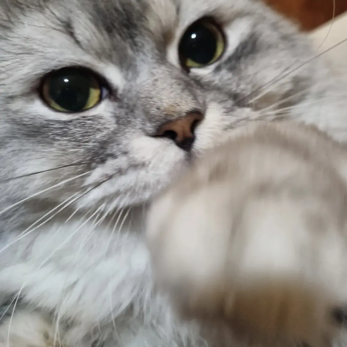 catlover716의 고양이들