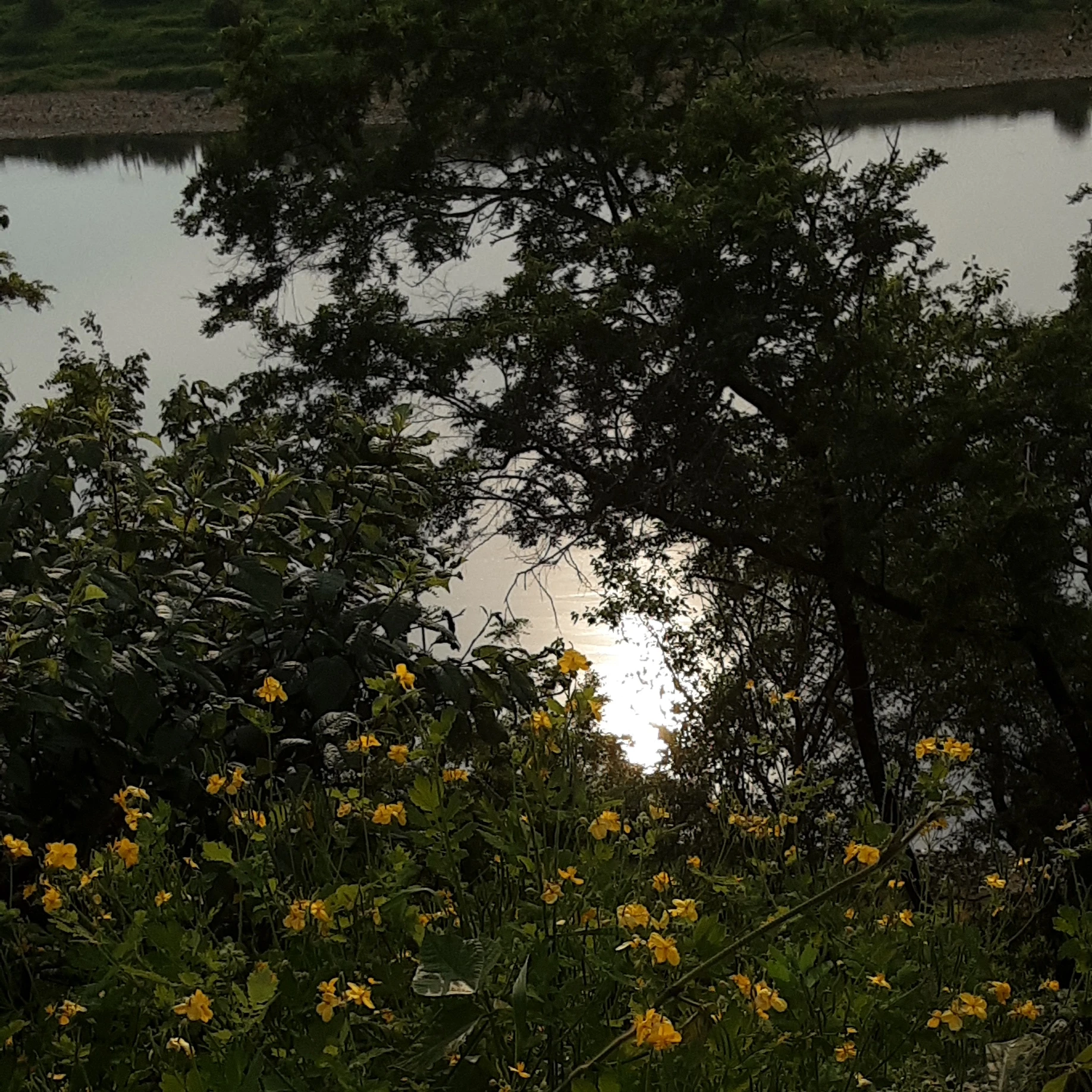 립우