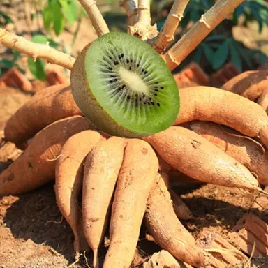 Profile image of 타피 오카 키위