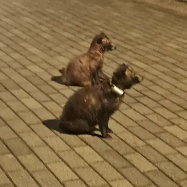 Profile image of 서서울공원 너구리