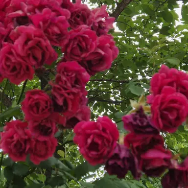 Profile image of 마플