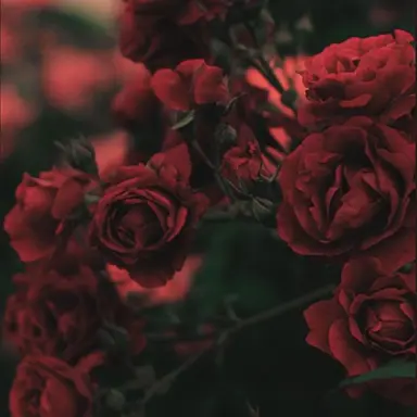 Profile image of 마플