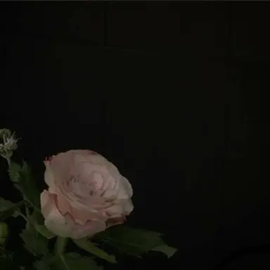 Profile image of 솜이