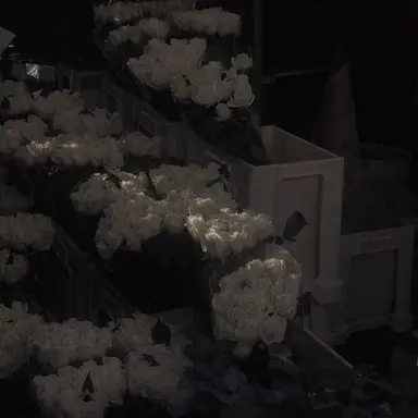 Profile image of 제니 로니