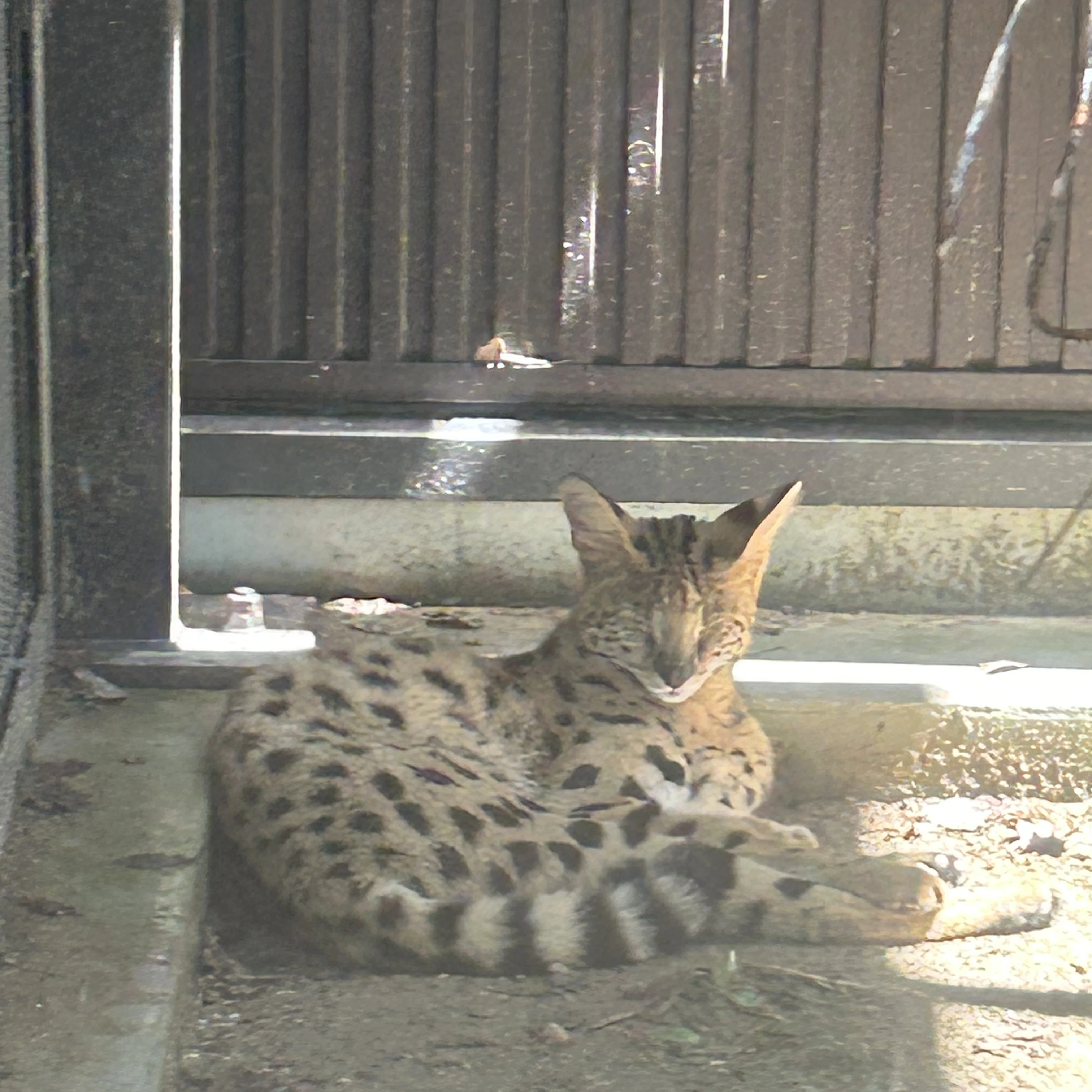 シュウト