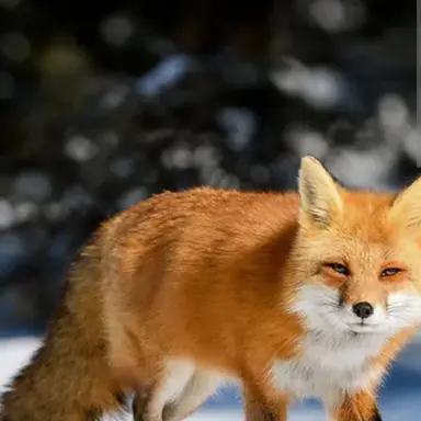 Profile image of 여우