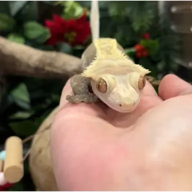 Profile image of ジャモン