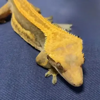 Profile image of ヨングァ