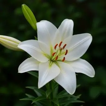 Profile image of 릴리