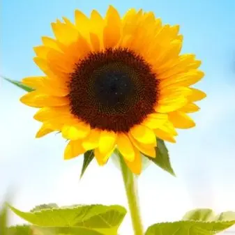 Profile image of 라비