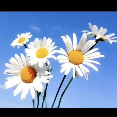 Profile image of 이렐