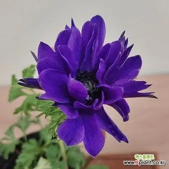 Profile image of 아모