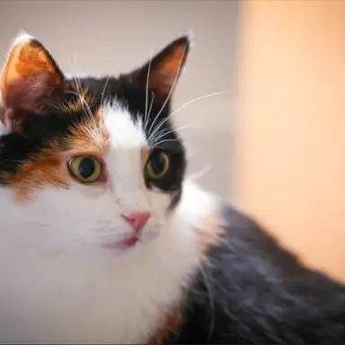 Profile image of 三毛猫会組長