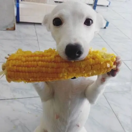 GGOJILSU_GAEJOTA의 권우진