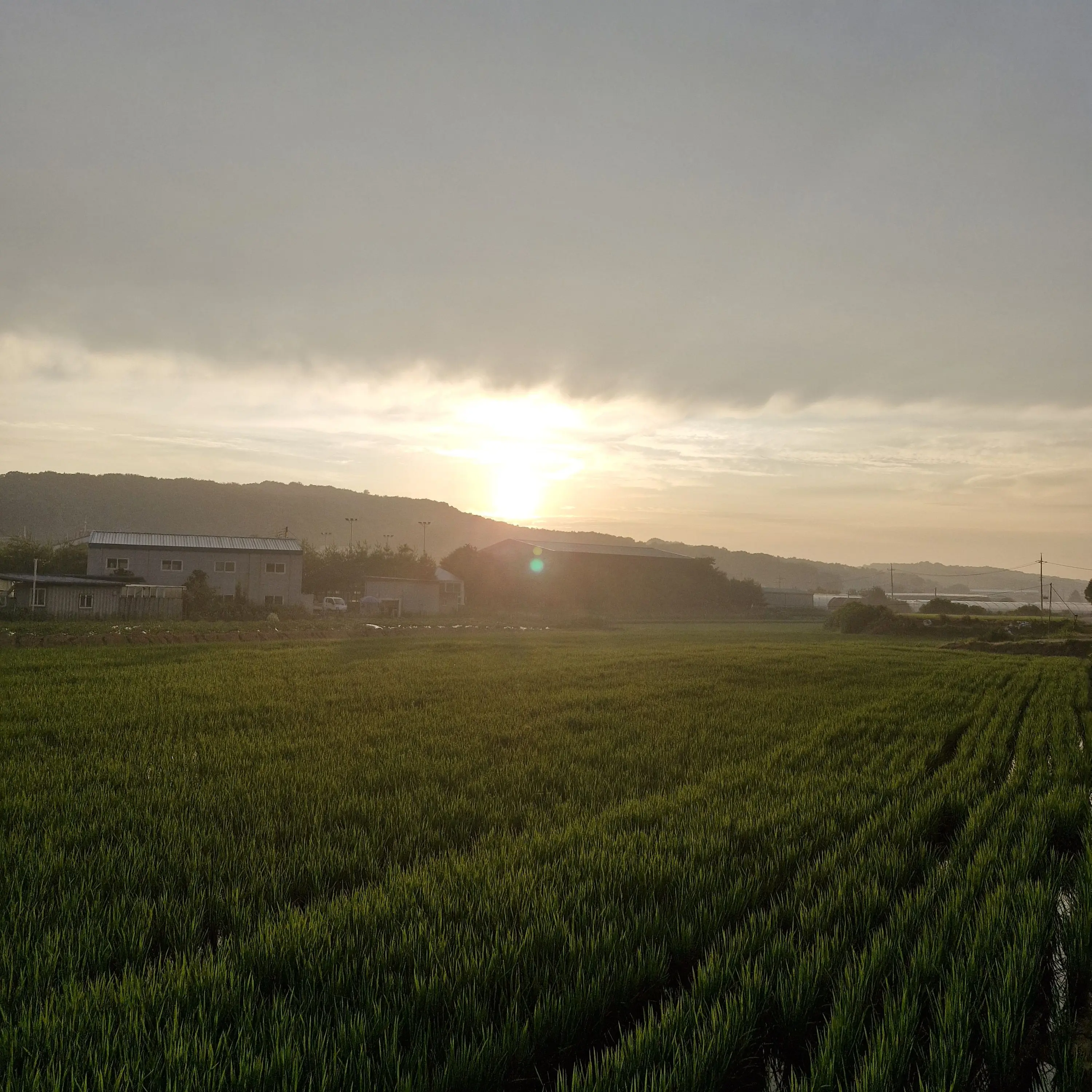 IamHasom.의 장염 거린 평학