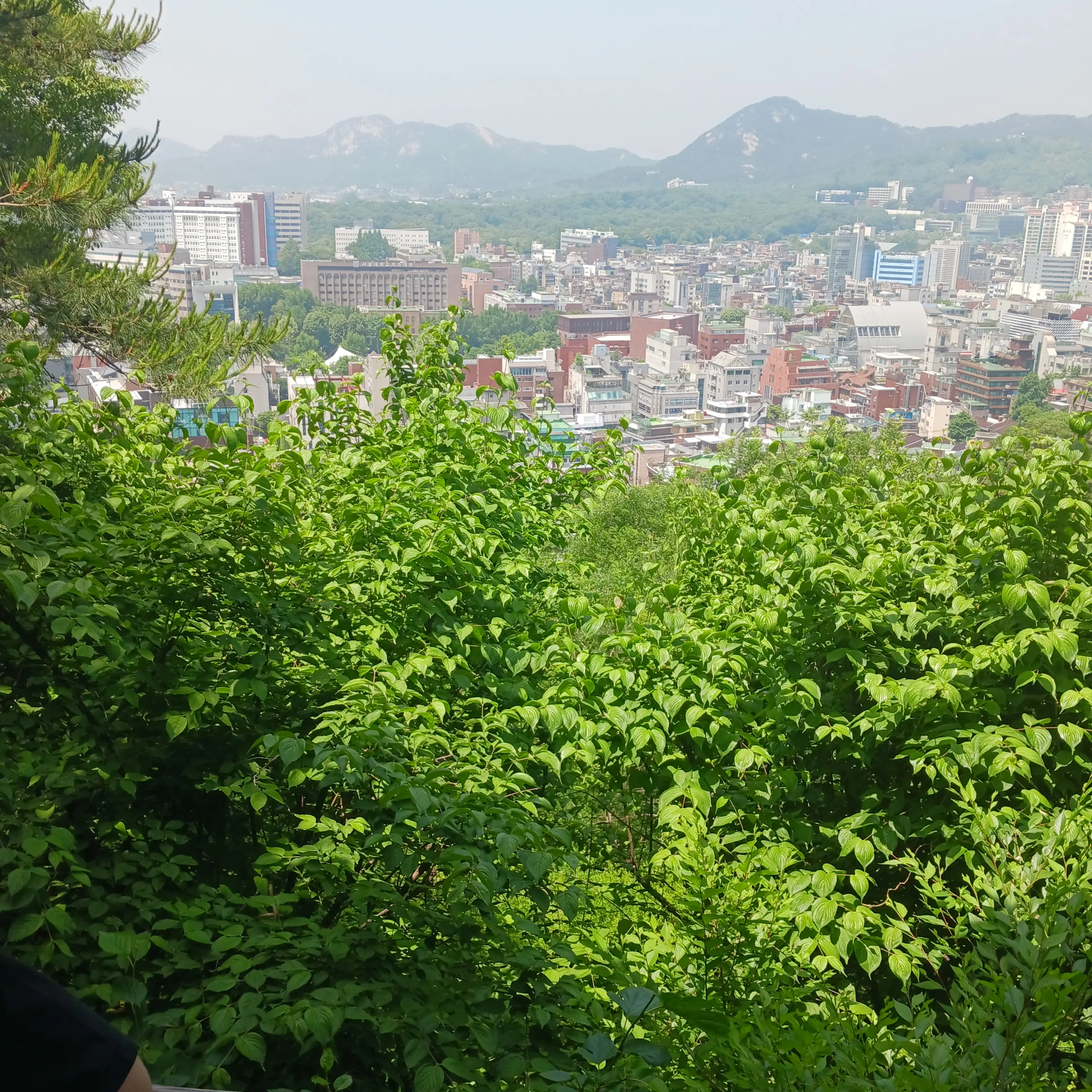 StickyZebu5151의 국회의원 시뮬레이터