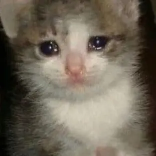 Profile image of 우는 냥이