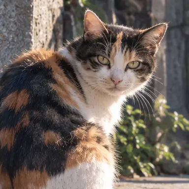 Profile image of Kogare