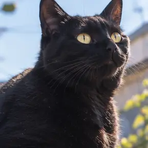 Profile image of Gin