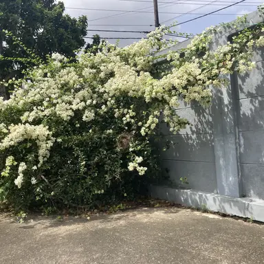 Profile image of 귀멸의 칼날