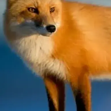 Profile image of Fox