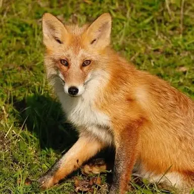 Profile image of Phannic