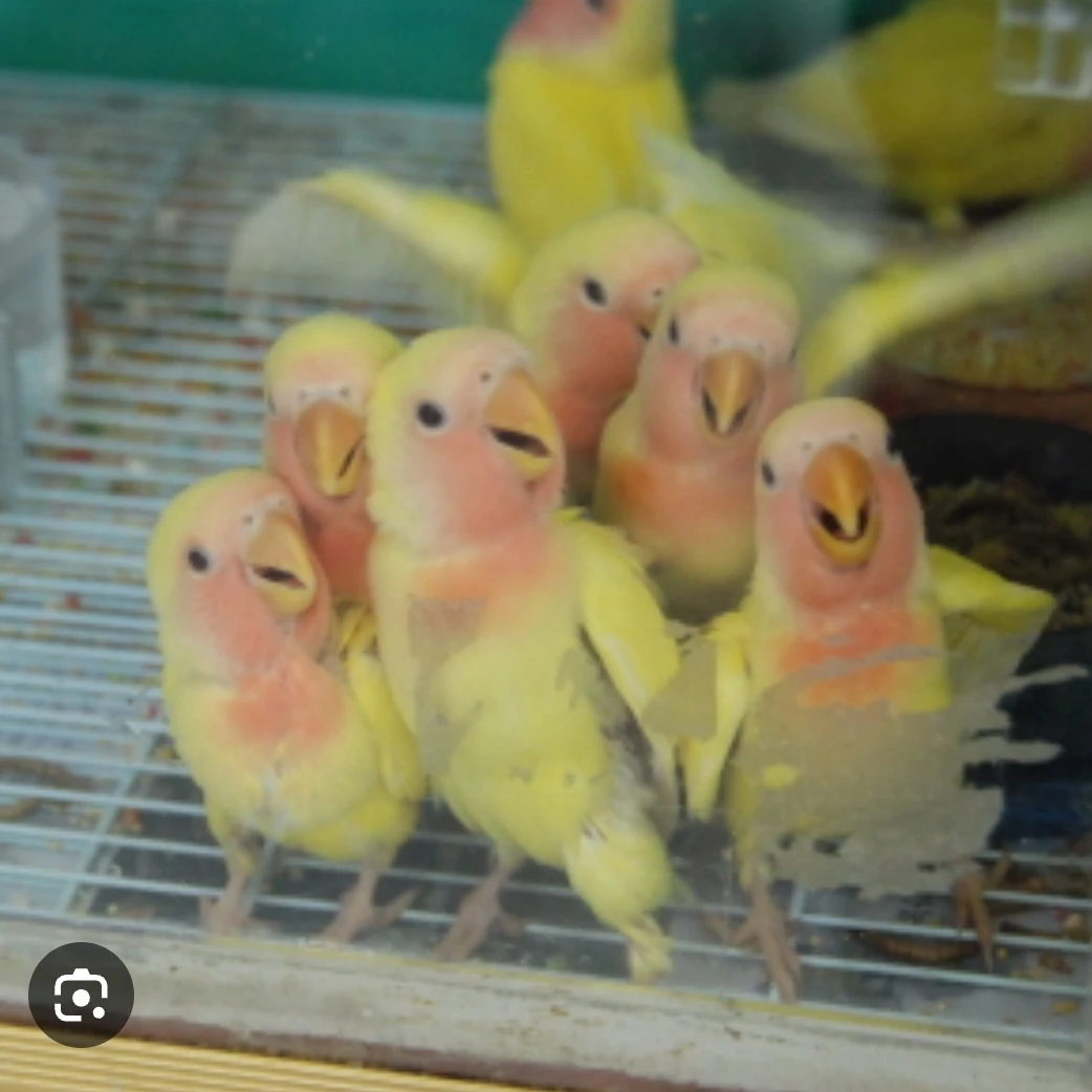 망고