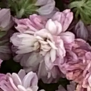 DecentPumi6369의 정텐더