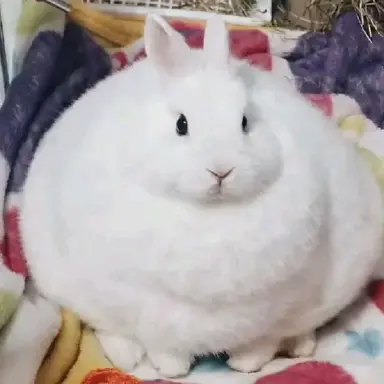 Profile image of Biscuit