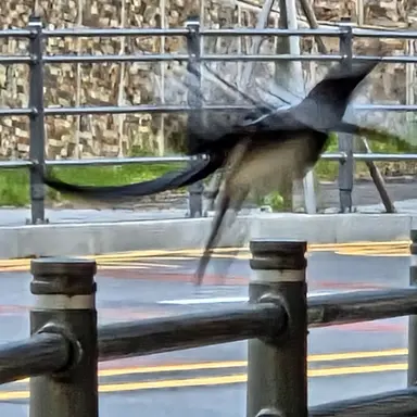 Profile image of 갤러한 룸바르디