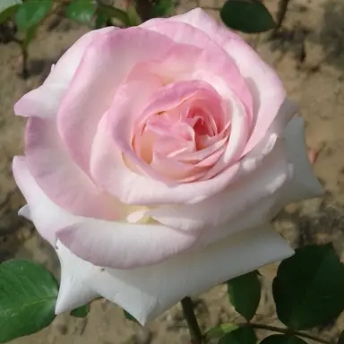 Profile image of 피렌티아 룸바르디