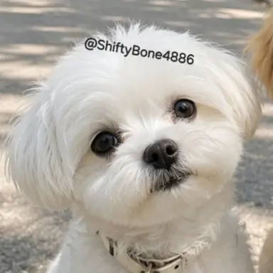 Profile image of 설탕