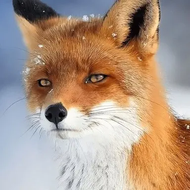 Profile image of 여우