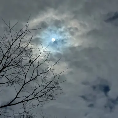 Profile image of 카츠네 사이