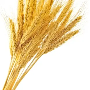 Profile image of 쉐밀