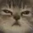 고양이