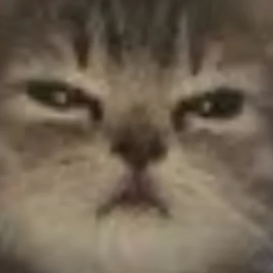 고양이