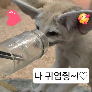 Profile image of 여우