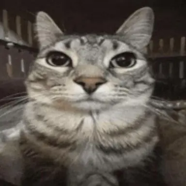 Profile image of 미아코