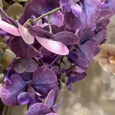 Profile image of 수현