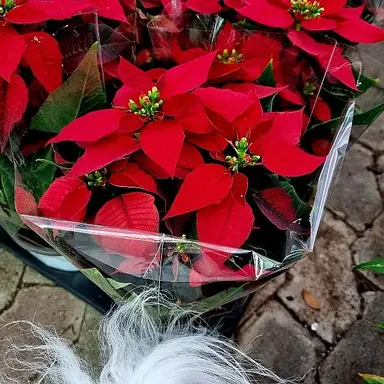 Profile image of 수희