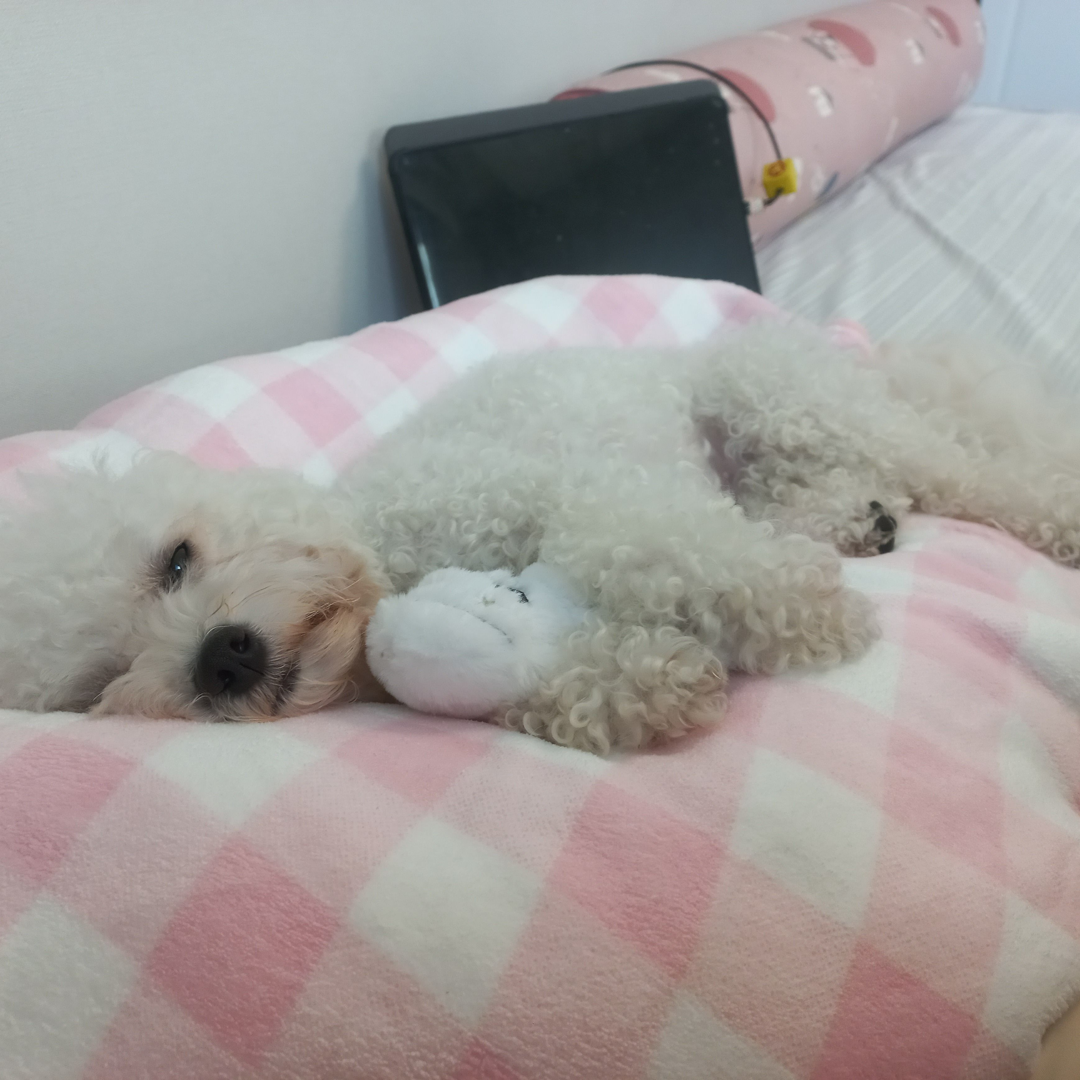 인사이드 더 플레이 군체 대표 이미지