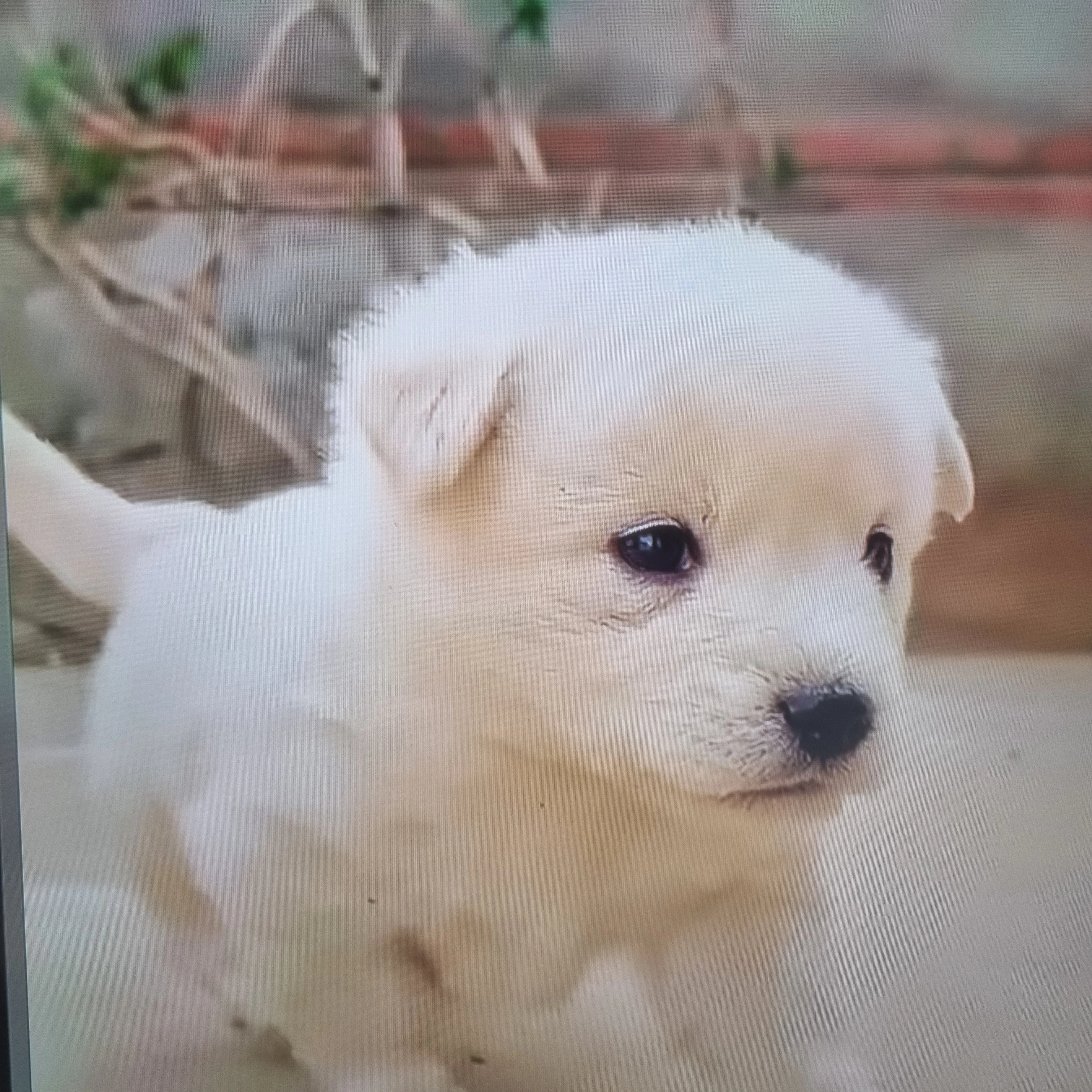 강아지