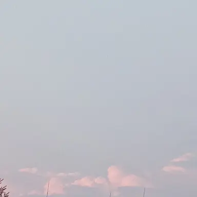 Profile image of 레네