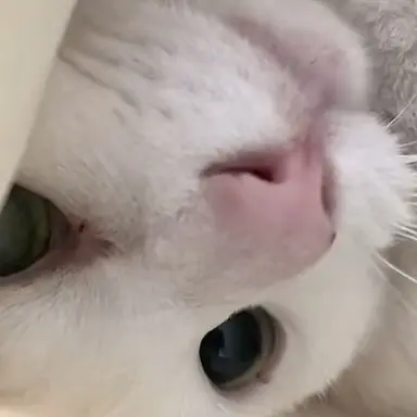 Profile image of 하얀 고먐미 비틀즈