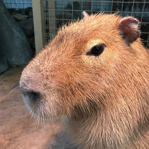 카피바라